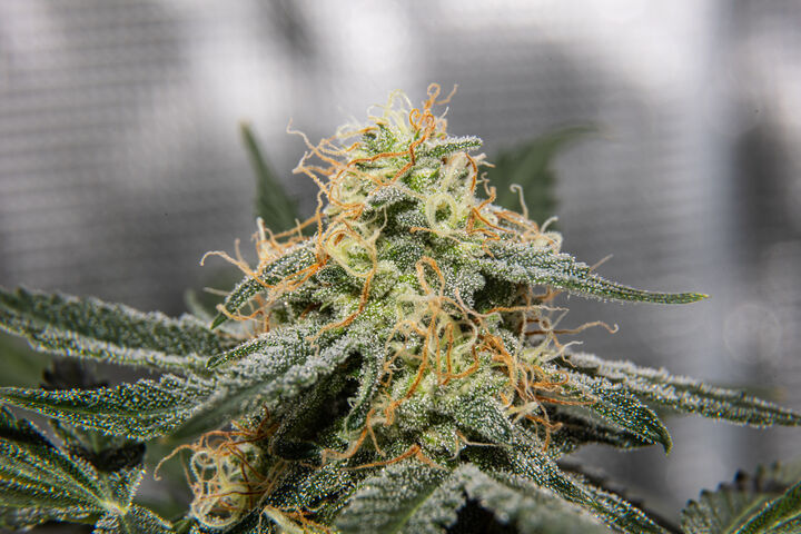 pistil colours show cannabis maturity