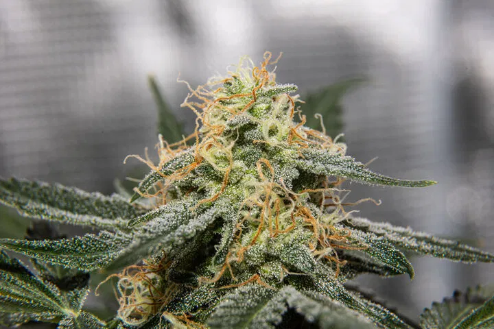 pistil colours show cannabis maturity
