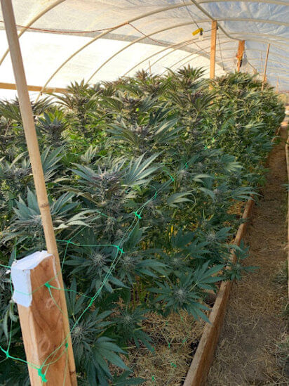 outdoor cannabis grown in greenhouse