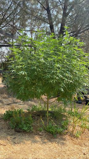 large outdoor cannabis plant from seed