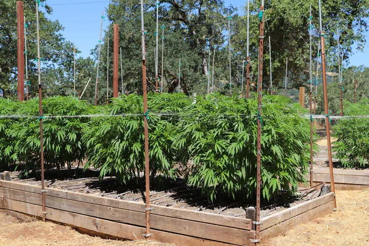 how to plan your outdoor cannabis grow