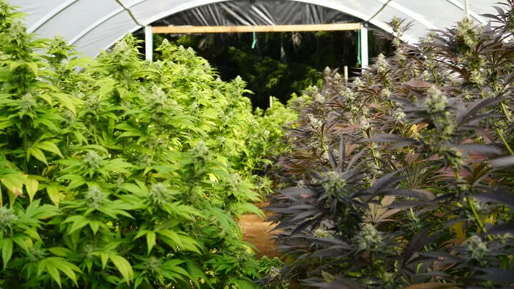 outdoor cannabis shelter