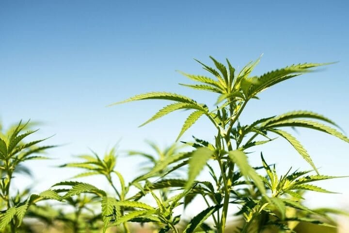 growing cannabis outdoors