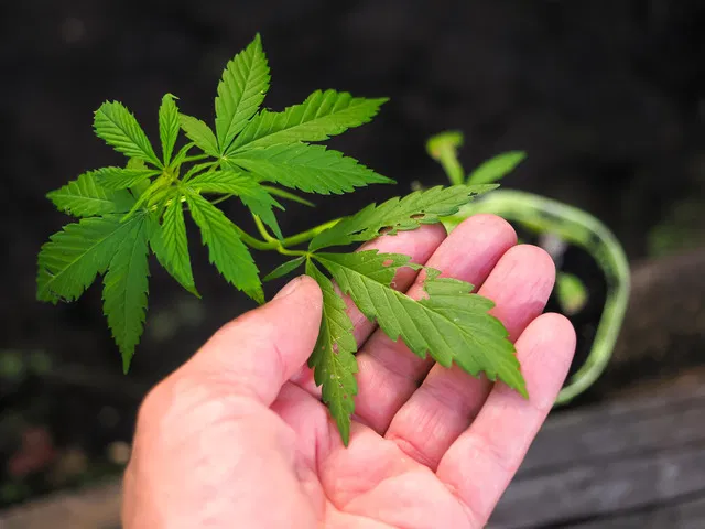 Endurcir : éviter de soumettre les plantes à un stress excessif.