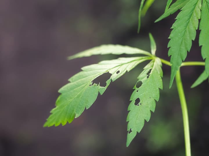 inspect plants regularly for pests