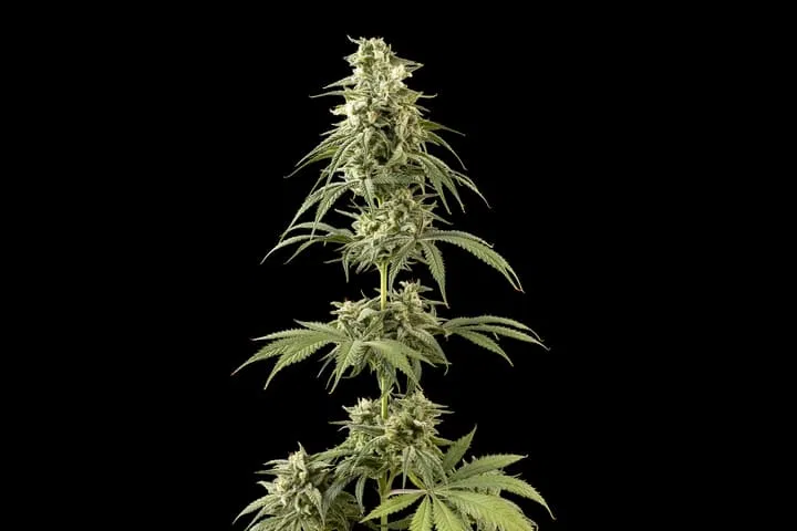 peyote wifi cbd