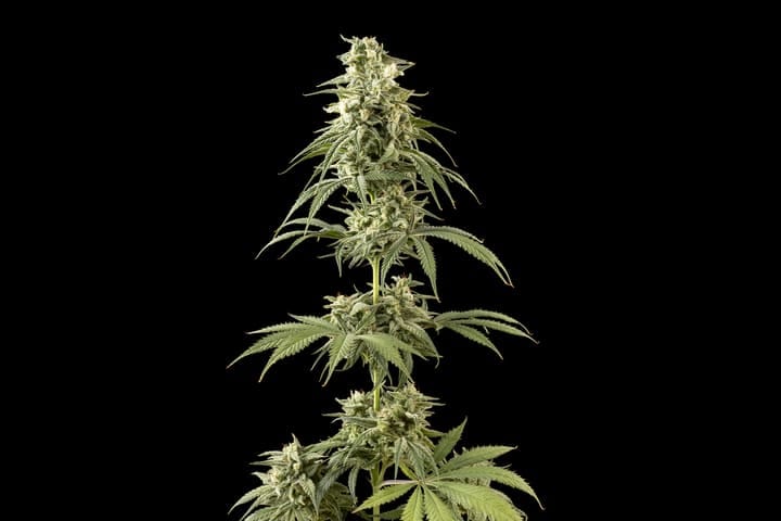 Seedsman Peyote Wi-Fi CBD 2:1