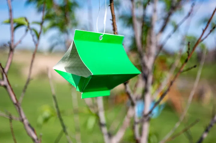 pheromone traps will help reduce pest activity