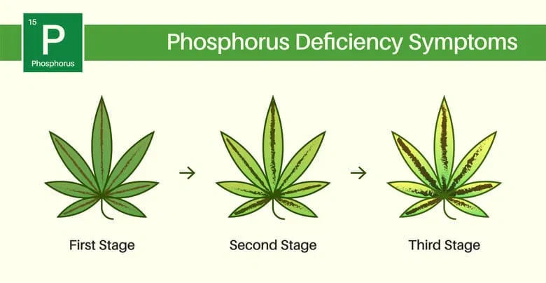 cannabis phosphorus deficency