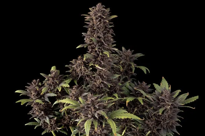 Seedsman PInk Kush CBD 1:1 Auto