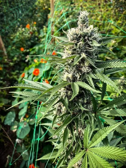 Growing environment influences terpene profile