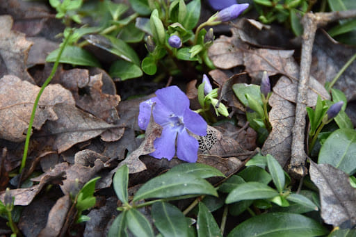 fermented plant juice