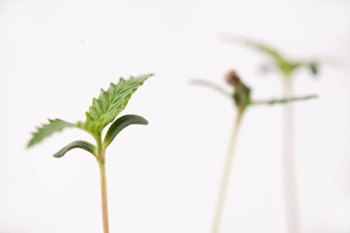 Cannabis Plants Falling Over Image