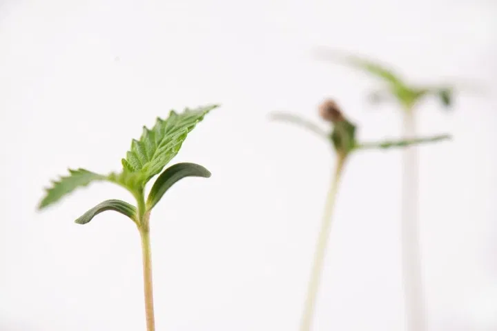 Cannabis Plants Falling Over Image