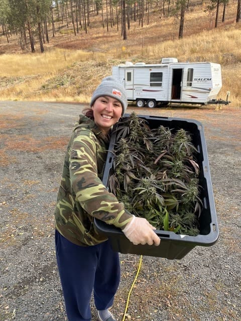 getting a return on your grow making rosin