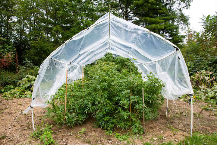 how to protect weed plants from heavy rain