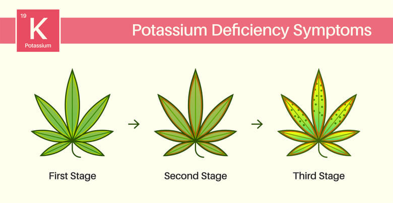 cannabis potassium deficiency