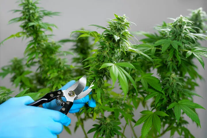 pruning to prevent bud rot