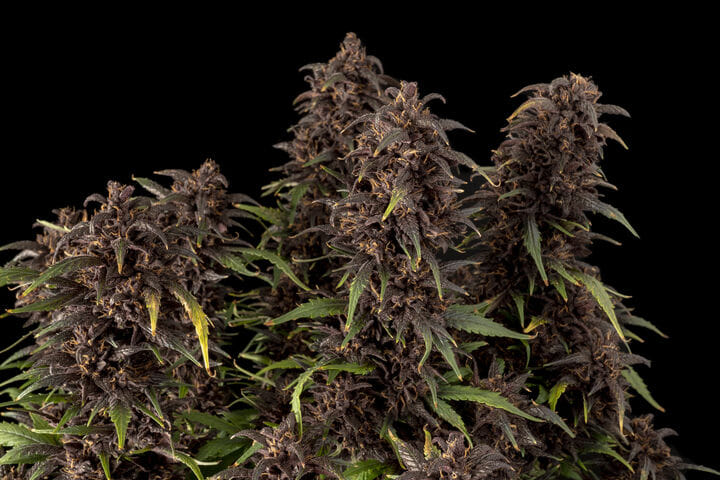 purple kush cbd auto