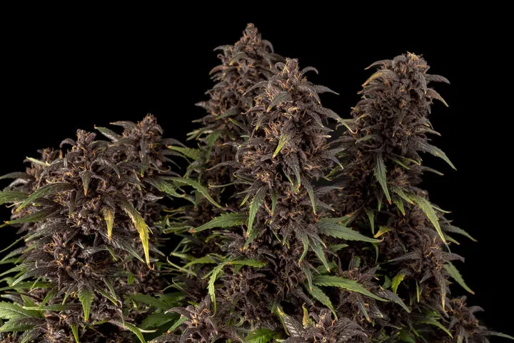 purple kush cbd auto