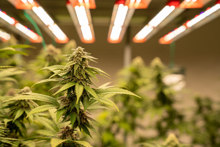use quality lighting when growing weed