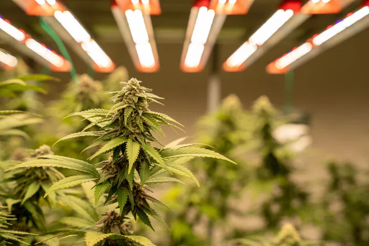 use quality lighting when growing weed