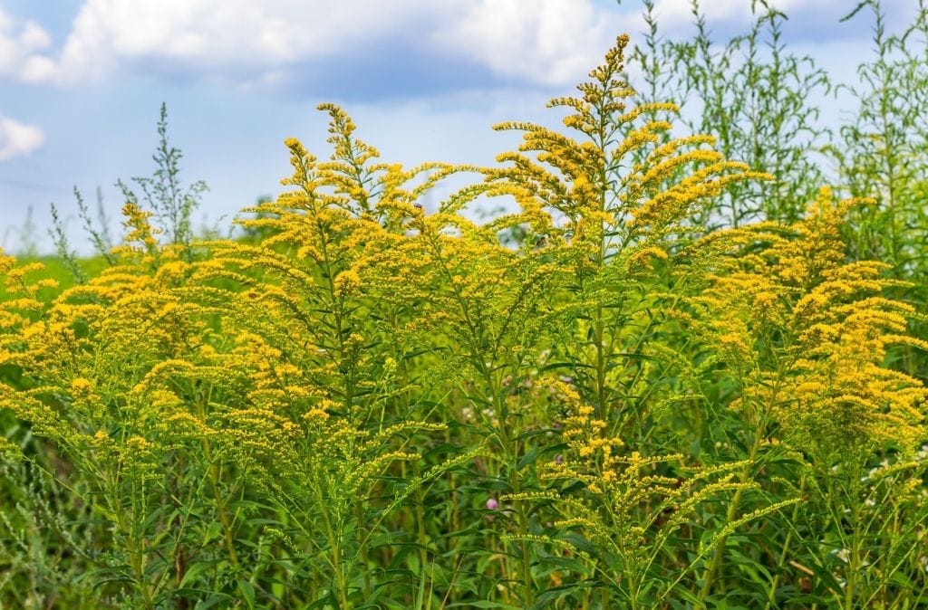 Ragweed mistaken for weed