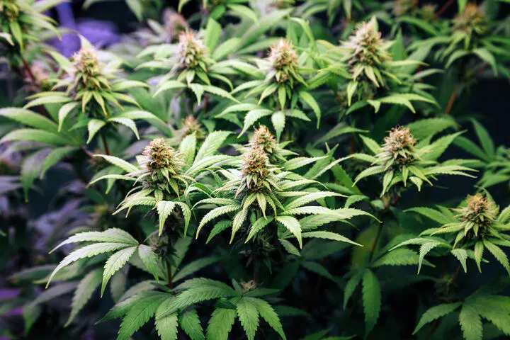 rapid bud growth