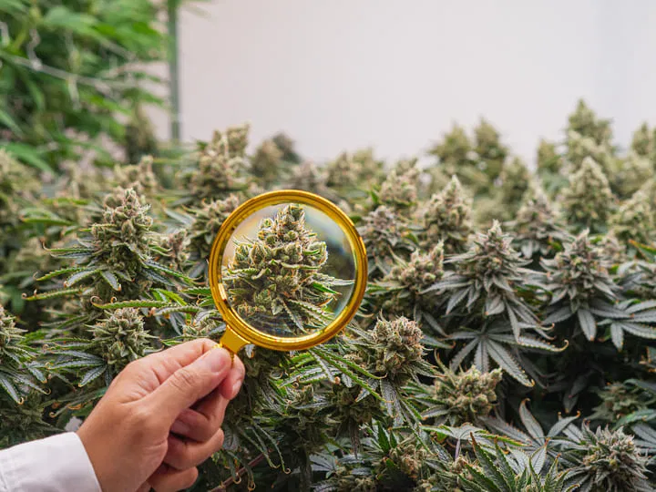 cannabis ripe and ready to harvest