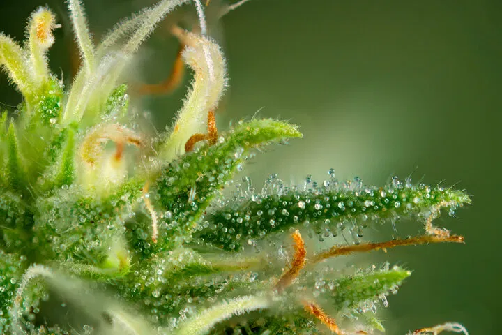 cannabis ready to harvest