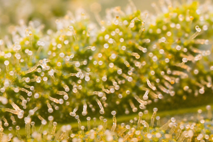 ripe cannabis trichomes are cloudy and milky