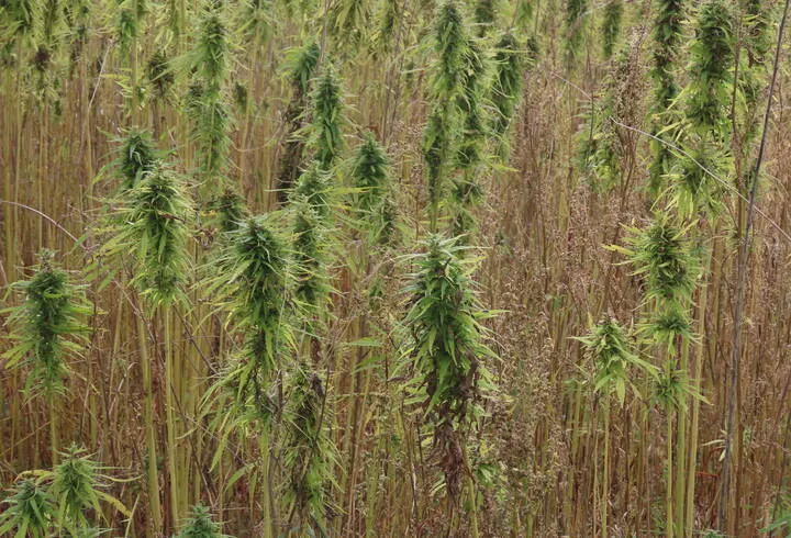 sativa cannabis plant appearance