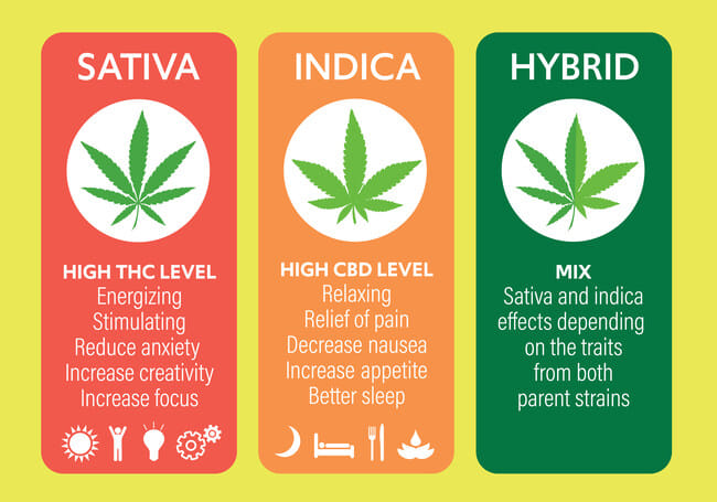 difference between sativa indica and hybrid