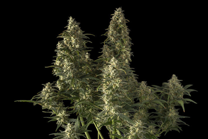 Seedsman Strawberry Cheesecake Auto