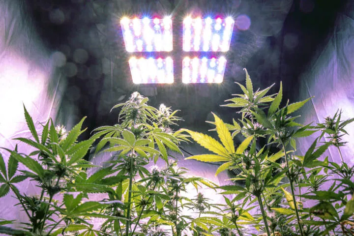 schedule lighting and fans