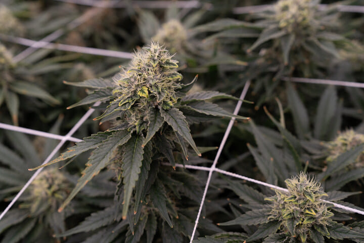 consider using a screen of green