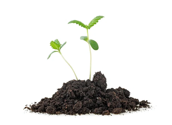 soil is great for beginners growers