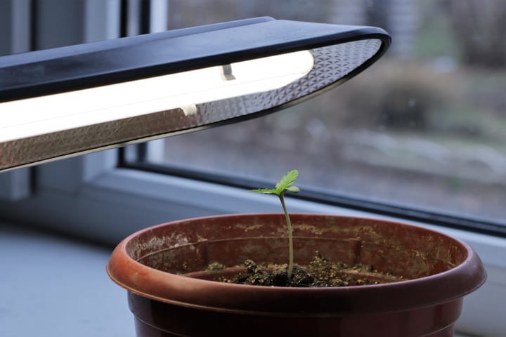 cannabis seedling under light