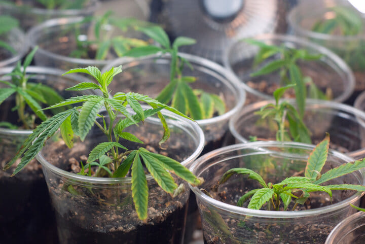 start seedlings in plastic cups