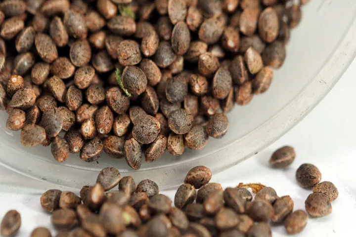 regular and feminized seeds look the same