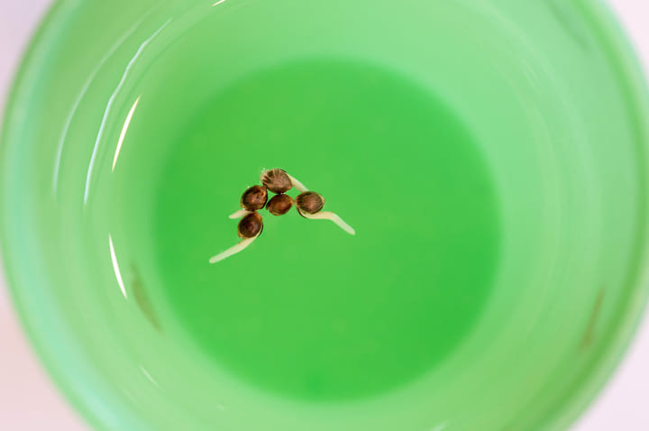 best ways to germinate seeds