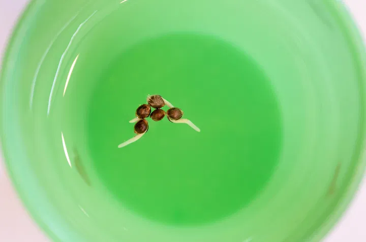 best ways to germinate seeds