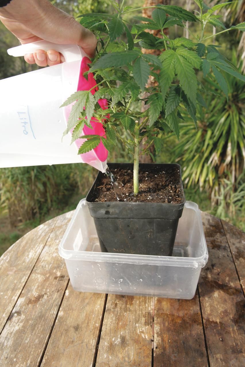 what does flushing do for cannabis