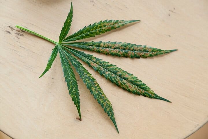 common grower mistakes poor pest control