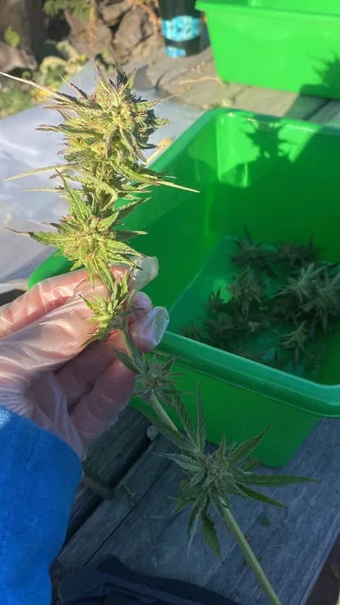 smaller buds wash better