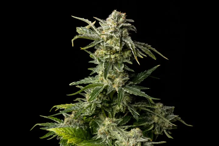 tips for growing seedsman white widow