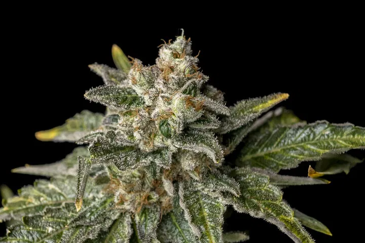 seedsman white widow aroma and smell