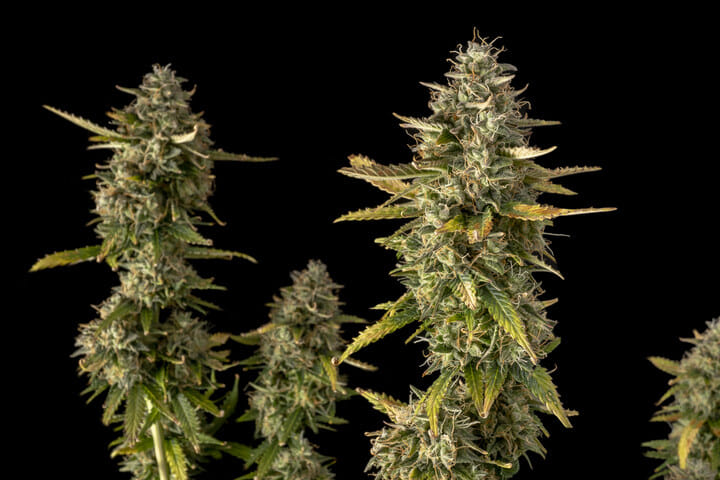 how popular are autoflower seeds
