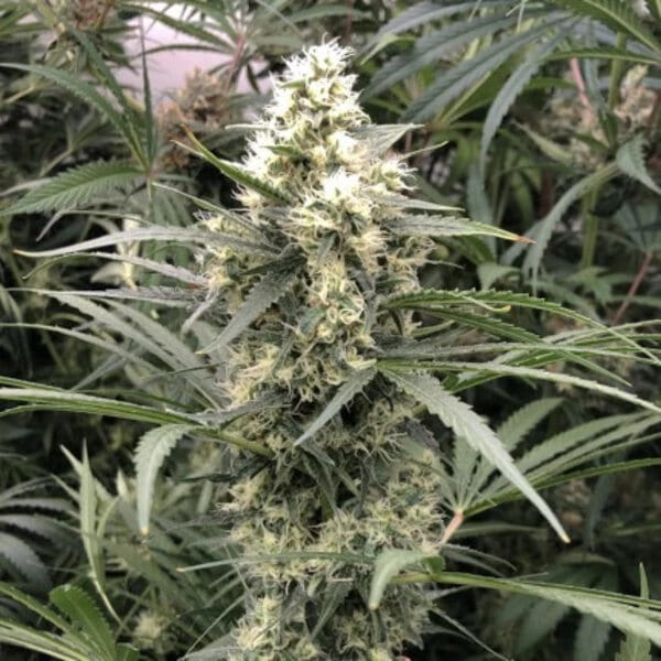 Dutch Passion Snow Bud