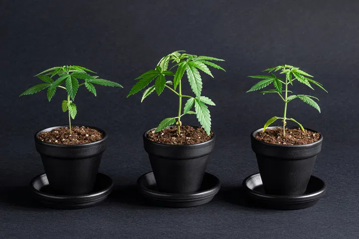grow cannabis in soil
